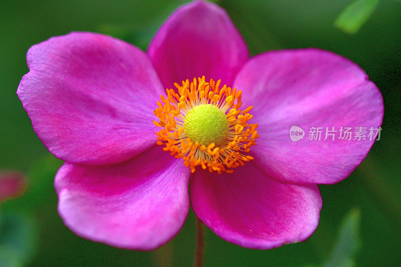 银莲花/日本银莲花花